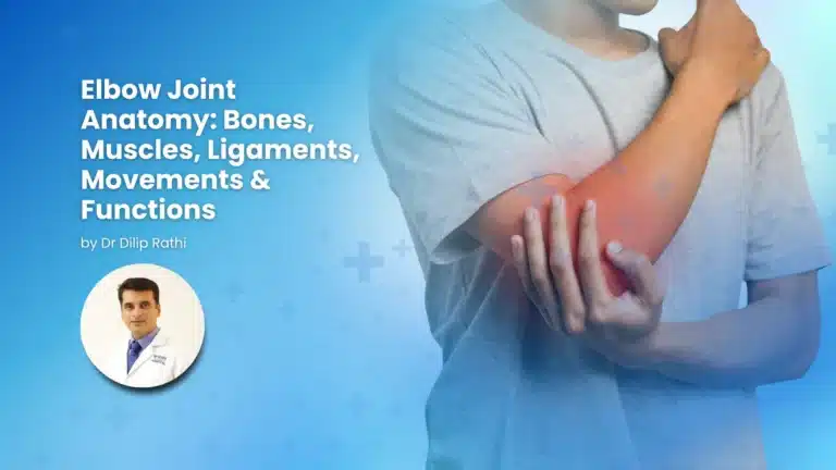 Elbow joint anatomy showing bones, muscles and ligaments
