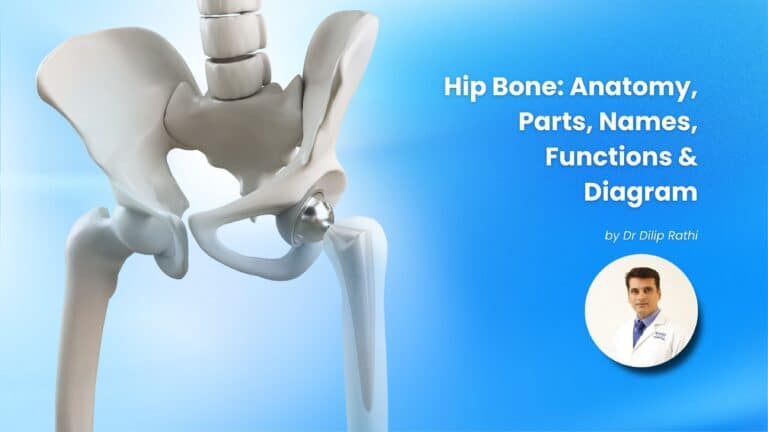 Hip Bone anatomy showing the parts, structure, and location of the pelvic bone in the human body Copy Alt Text
