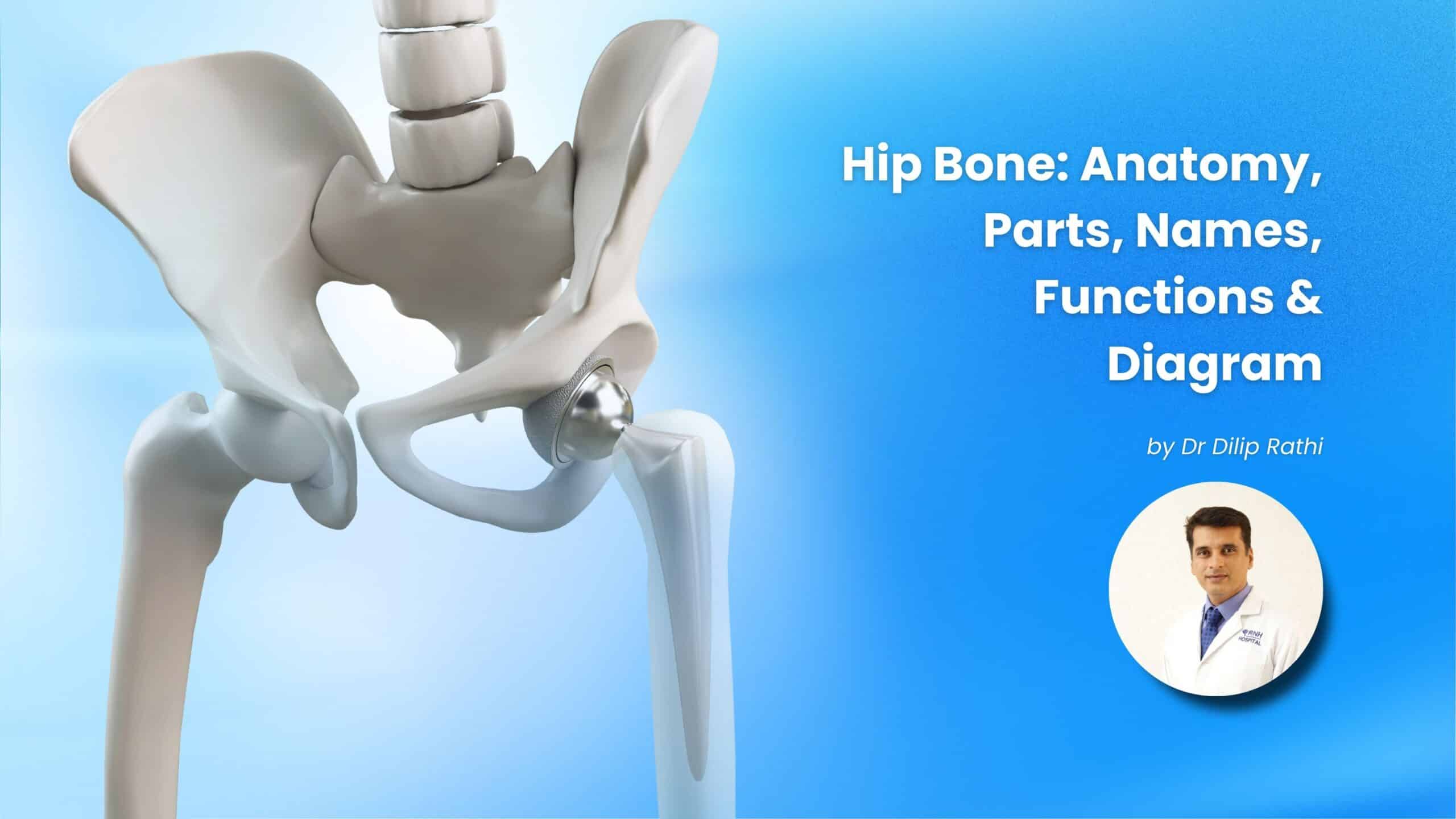 Hip Bone anatomy showing the parts, structure, and location of the pelvic bone in the human body Copy Alt Text